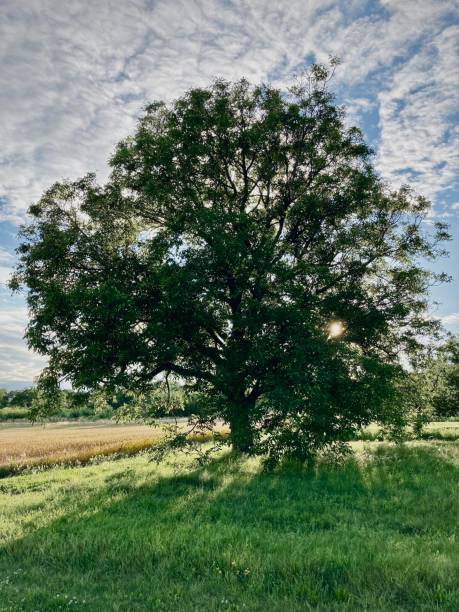 istock Majestic tree in the middle of meadow 1297964617