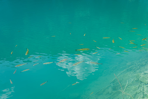 Shoal of fishes in clean, transparent turquoise coloured lake with visible bottom, Plitvice Lakes National Park UNESCO World Heritage in Croatia