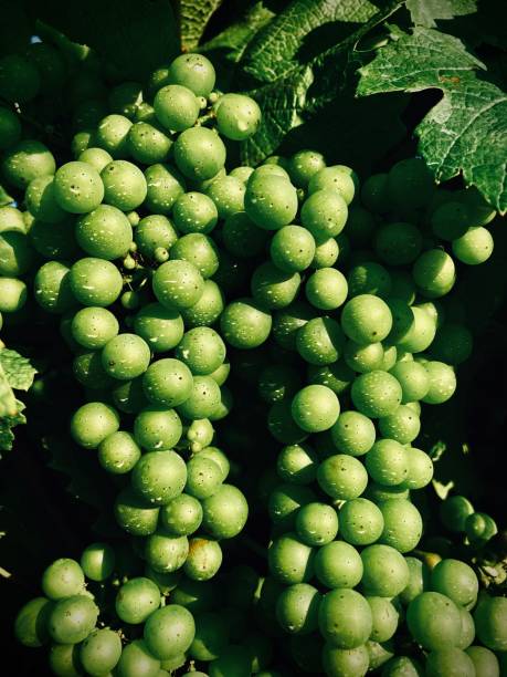 Bunch of unripe grapes