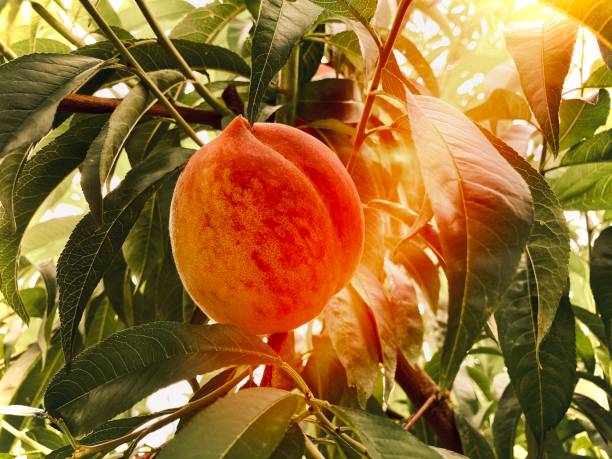 istock Ripe peach with orange sun flare 1297964811