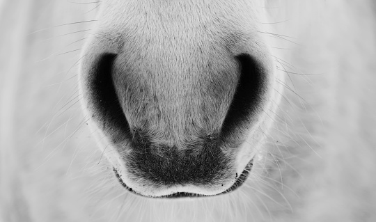 closeup of horse nostrils, black and white Photo