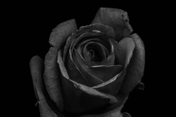 istock Close up of a flower on a dark background 1297965873
