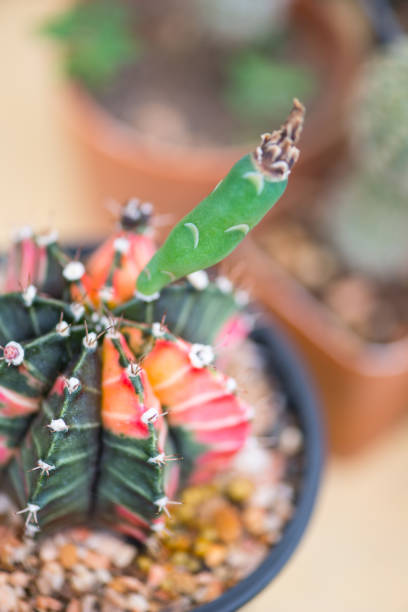 istock Gymnocalycium sp. cactus and and fruit 1297965919