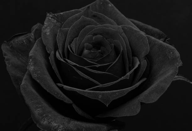 istock Close up of a flower on a dark background 1297966010