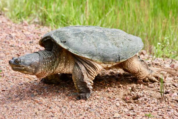 istock Common Snapping Turtle crawling on gravel in the wild 1297966076