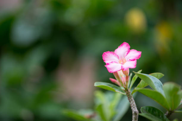 istock Adenium flower or desert rose 1297966421