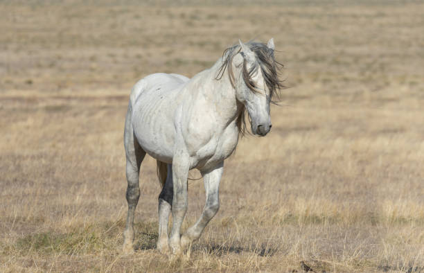 istock Wild Horse in the Utah Desert 1297967363