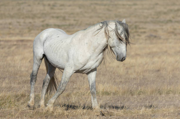 istock Wild Horse in the Utah Desert 1297967534