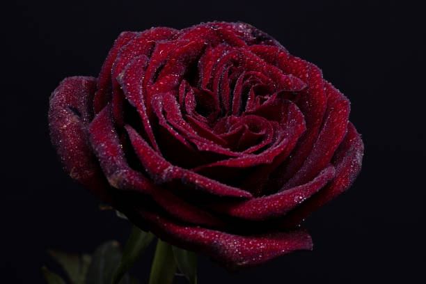 istock Close up of a flower on a dark background 1297967671