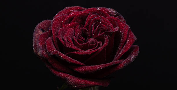 istock Close up of a flower on a dark background 1297967738