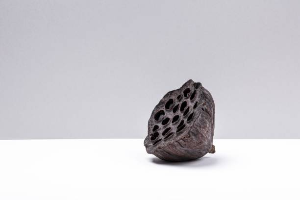 Dry lotus seed pod isolated on grey white background, poise, simplicity harmony and balance, rock zen, ancient East Asian temperament style.