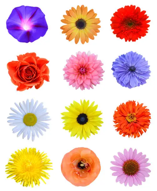 Photo of Colorful botany flowers isolated white