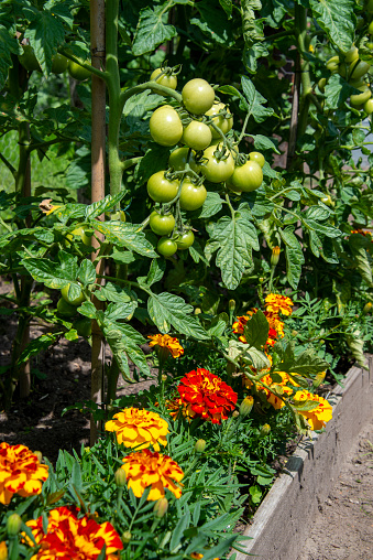 Tomatoes hanging richly on tomato plants in a small hobby vegetable garden with some blooming African marigolds for lice protection.
