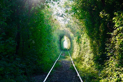 green tunnel on the railway. High quality photo