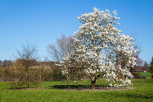 Spring Flowers, End of March, Blooming Flowers, Lake Martin, Alabama - White Dogwood, Cornus florida