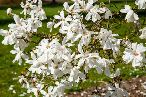 magnolie blanche dans le jardin - sunlight flower magnolia flower head photos et images de collection