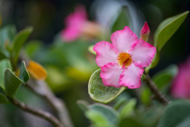 istock Adenium flower or rock rose 1297971812