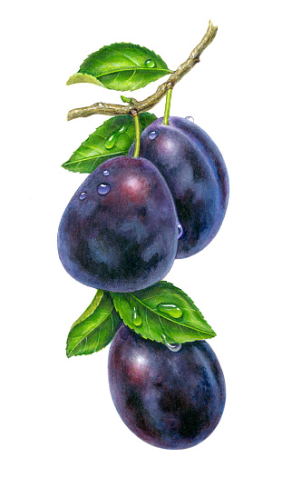 A vertical illustration of three prune plums hanging downward from a branch.