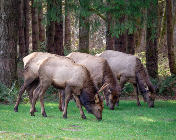istock Winter Elk in the campground 1297972621