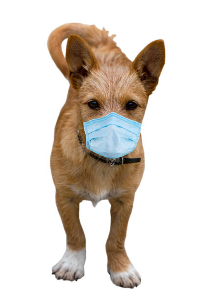istock Dog in protective mask on a white background 1297972631