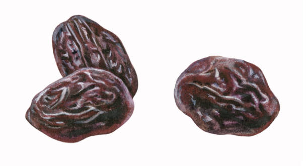 干しブドウ - raisin点のイラスト素材／クリップアート素材／マンガ素材／アイコン素材