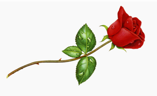 illustrations, cliparts, dessins animés et icônes de rosebud droite rouge - rose single flower flower stem