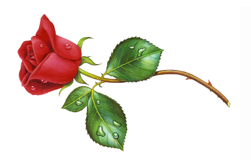 A horizontal illustration of a single red rose, leaning towards the left side.