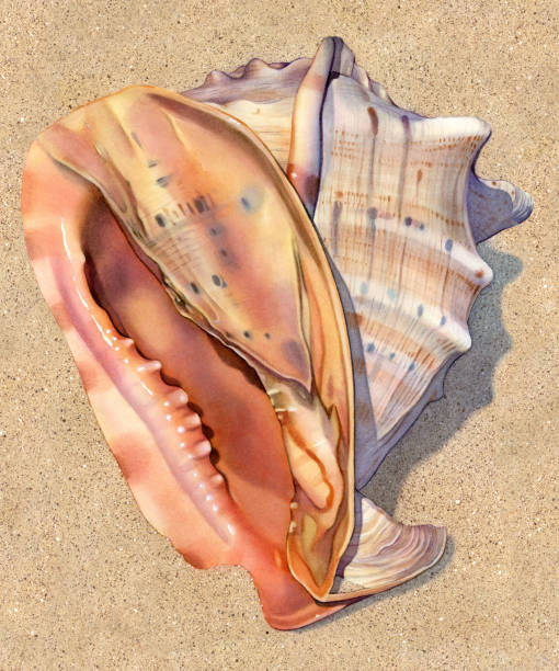 Seashell - Helmet Large A watercolor illustration of a large helmet shell resting upon sand. cassis cornuta stock illustrations