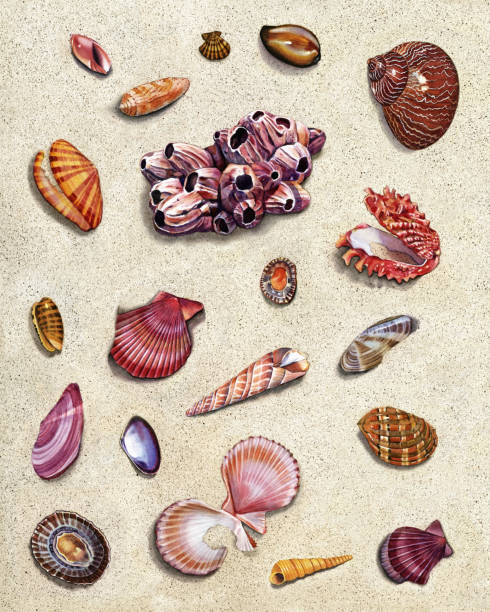 seashell group - periwinkle stock-grafiken, -clipart, -cartoons und -symbole