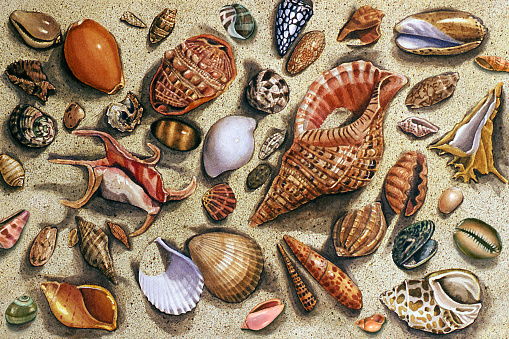 A watercolor illustration of an assortment of seashells lying in the sand.