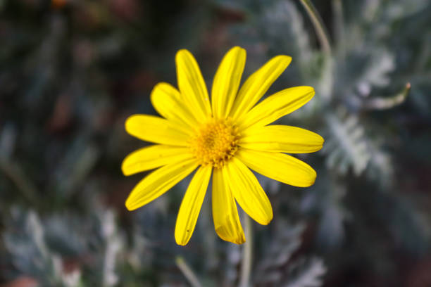 istock yellow flower in the garden 1297973852