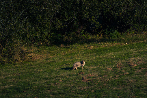 Wildcat hunting voles in the meadow