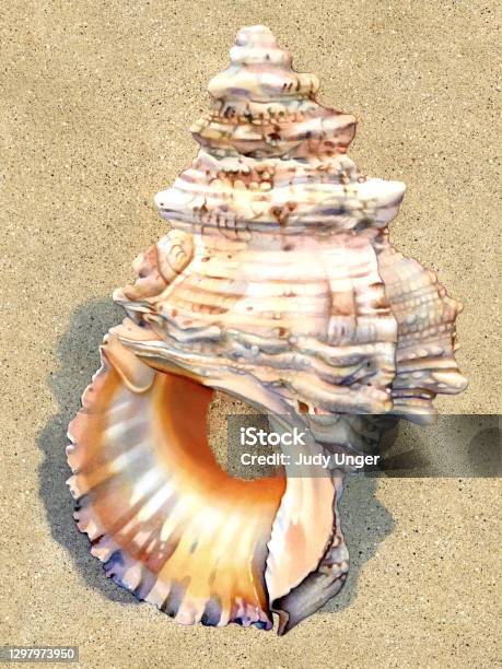 White Shell Graphics Seashell White Shell Large Stock Illustration - Download Image Now ...