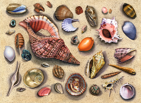 A watercolor illustration of an assortment of seashells lying in the sand surrounding a large pink Triton.