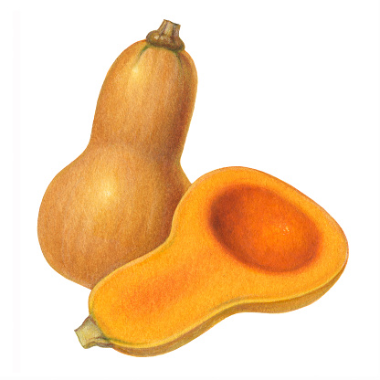 An illustration of a whole butternut squash, with a cut half on the right side.