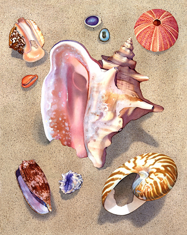 A watercolor illustration of an assortment of seashells lying in the sand surrounding a Pink Conch.