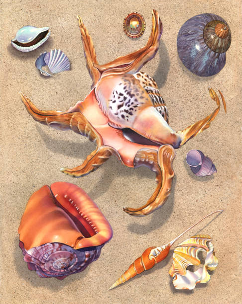 Seashell - Spider Conch A watercolor illustration of an assortment of seashells lying in the sand surrounding a large Spider Conch. cassis cornuta stock illustrations