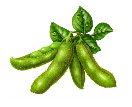 An illustration of a cluster of soybeans with leaves attached.