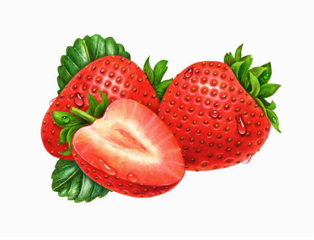 ilustrações de stock, clip art, desenhos animados e ícones de strawberries wet - ramo parte de uma planta ilustrações