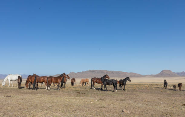 istock Herd of Wild Horses in Utah 1297974183