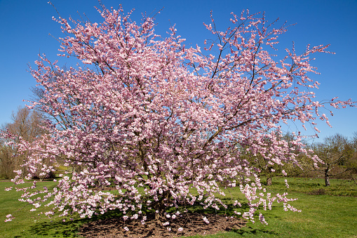 Flowering ornamental cherry - Prunus Accolade
