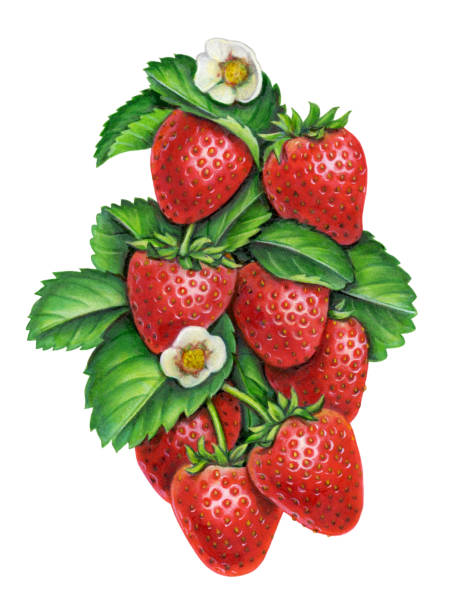 truskawki pionowe - strawberry vine stock illustrations