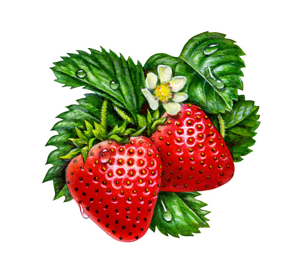 An illustration of two strawberries surrounded by leaves, with a blossom above them.
