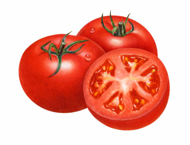 ilustrações de stock, clip art, desenhos animados e ícones de tomatoes and half - ramo parte de uma planta ilustrações