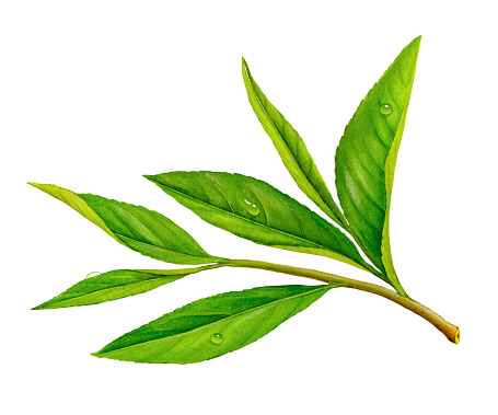 An illustration of a sprig of tea leaves.