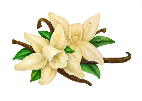 An illustration of a medley of vanilla orchids, pods and leaves.