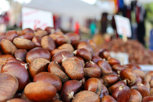 The chestnuts are a group of eight or nine species of deciduous trees and shrubs in the genus Castanea, in the beech family Fagaceae. They are native to temperate regions of the Northern Hemisphere.