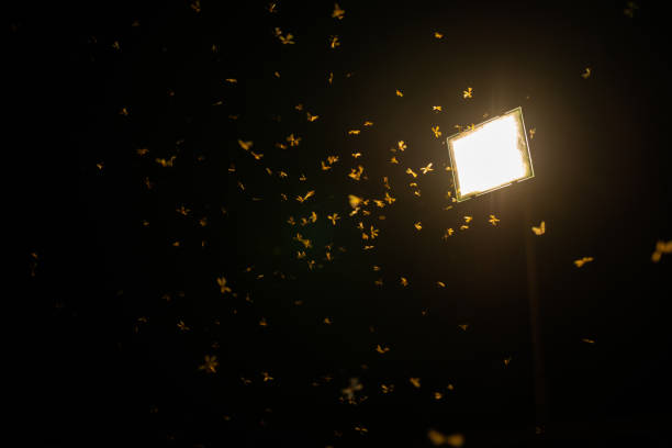 istock Many Butterflies fluttering around a streetlight at night. 1297975577