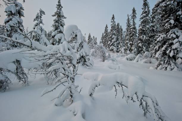 istock Beautiful winter in Sweden 1297976438