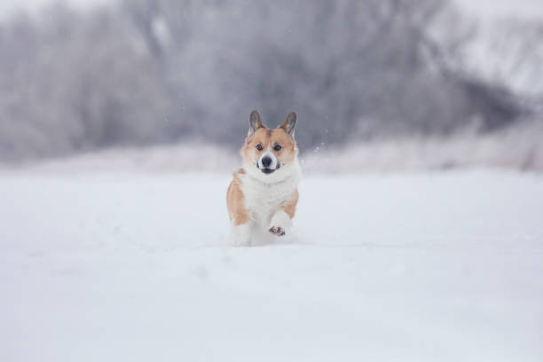istock beautiful corgi dog runs through white snow in winter park 1297976514